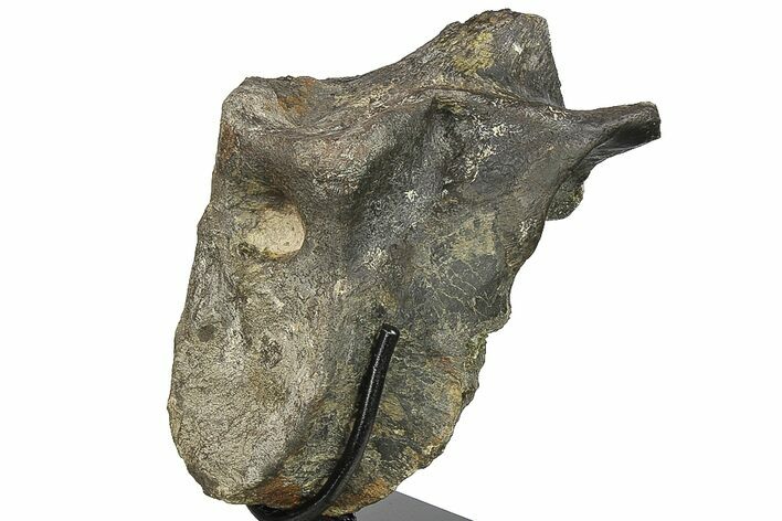 Hadrosaur (Hypacrosaur) Dorsal Vertebra With Stand -Montana #134544